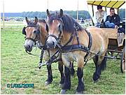 libromont2006,journee de l'herbe (580).JPG