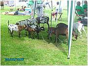 PICT0220.JPG