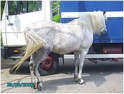 PICT0229.JPG