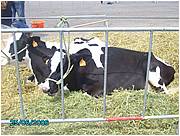 PICT0235.JPG